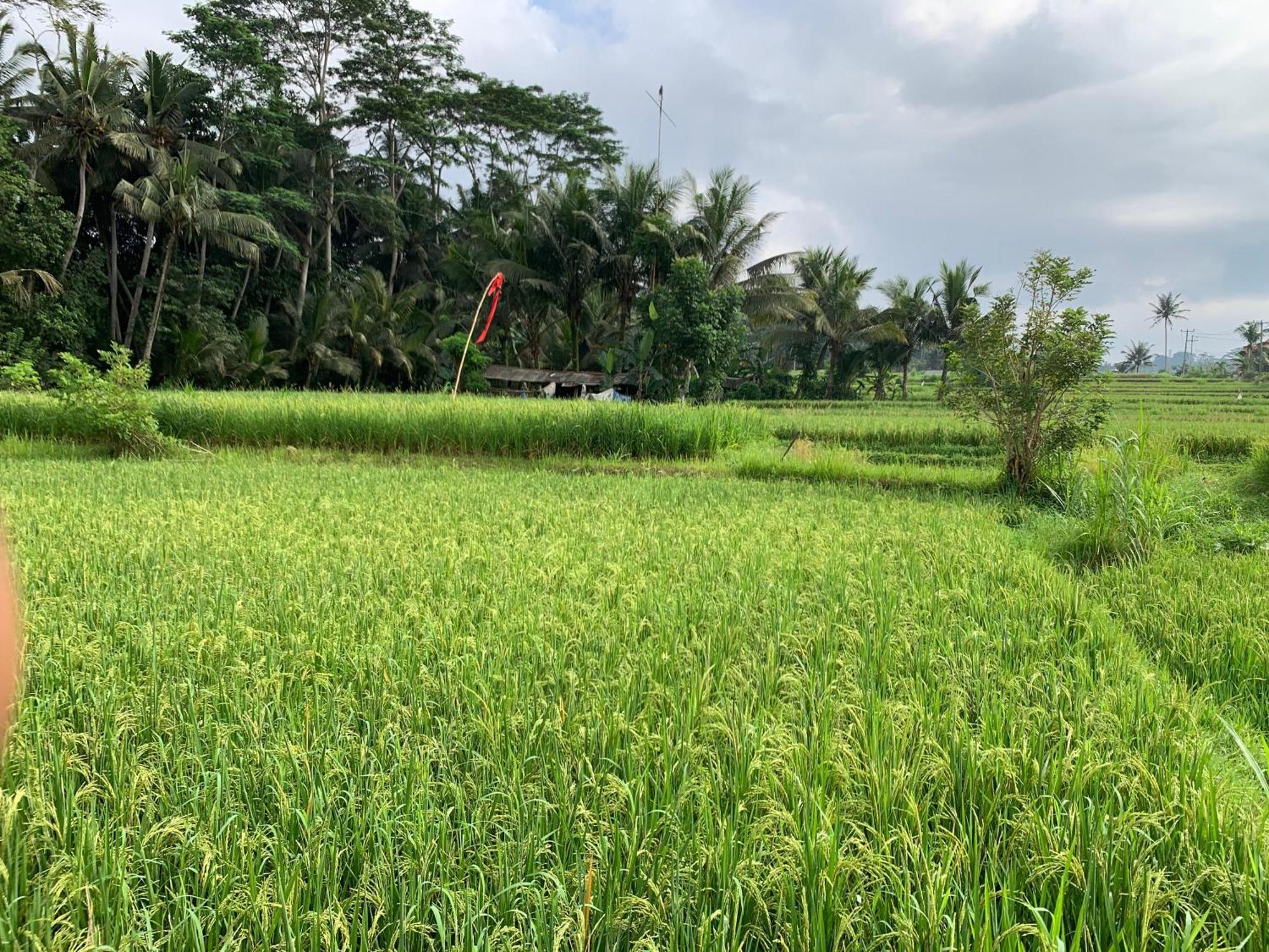 Adi Laxmi Villa Ubud Kültér fotó