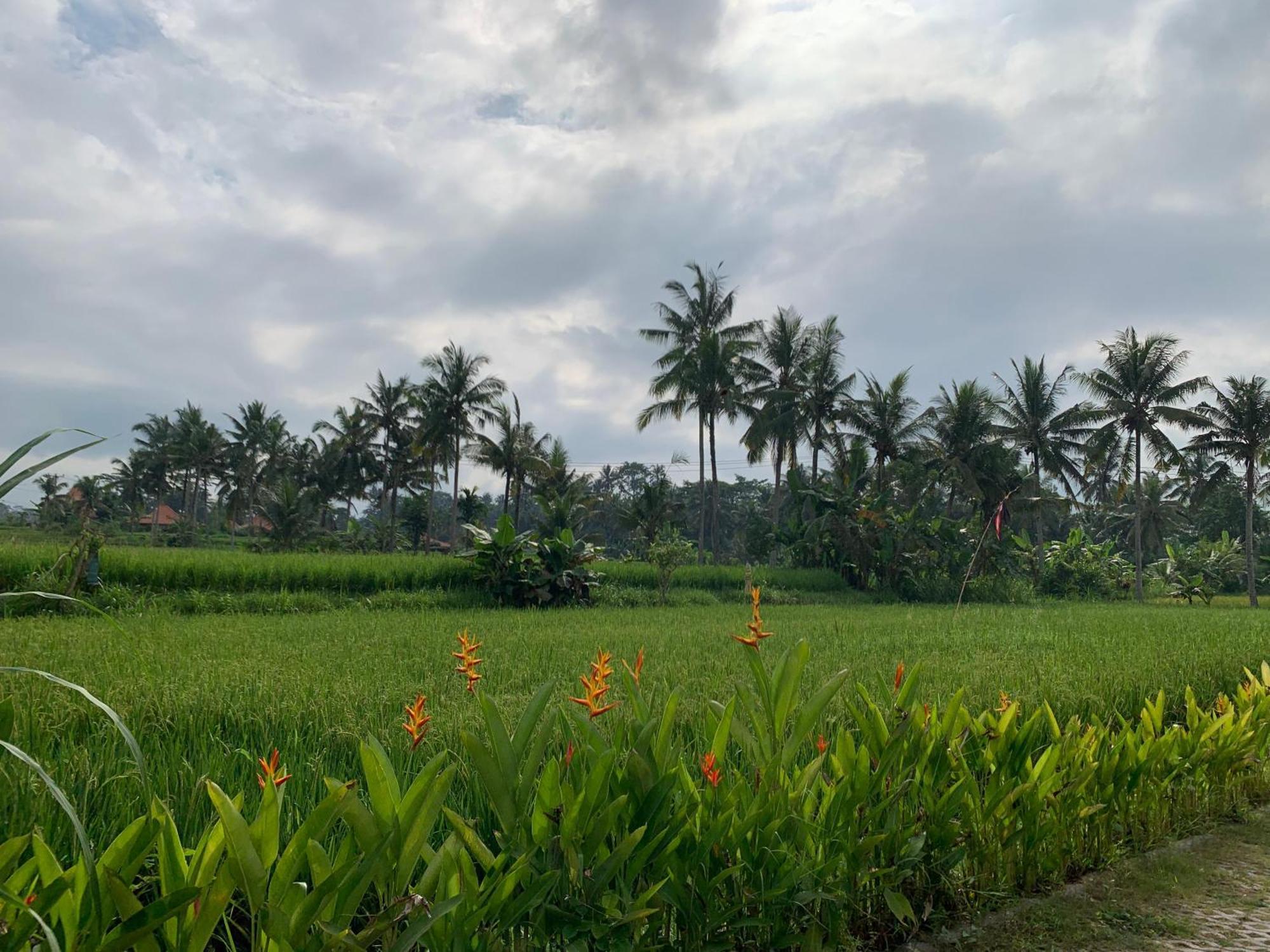 Adi Laxmi Villa Ubud Kültér fotó